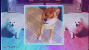 dog meme GIF by Mike Diva