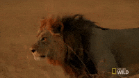 lions mating gif