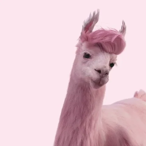 giphy.webp