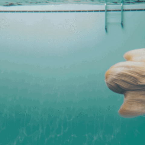 dog swimming GIF by Klarna