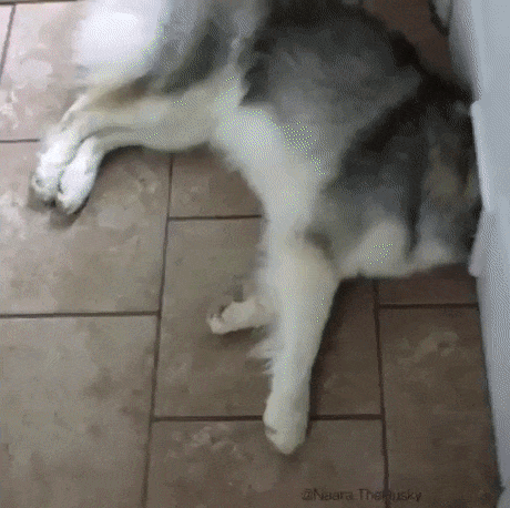 benzweerachat  GIF