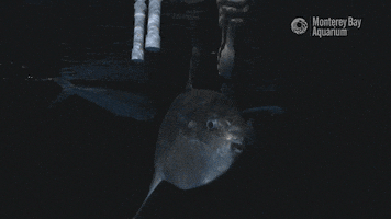 mola mola sunfish GIF by Monterey Bay Aquarium