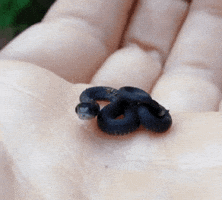 coolgifs1992 snake darkness snek i am the night GIF