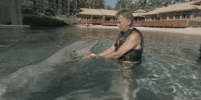pat sajak dolphin GIF by Wheel of Fortune