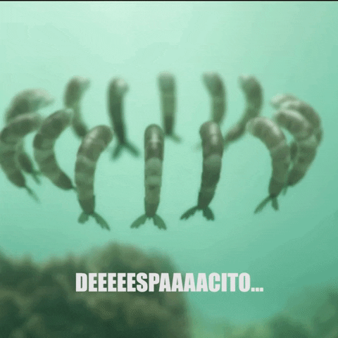 pescanova corro pescaencorro langostinos GIF