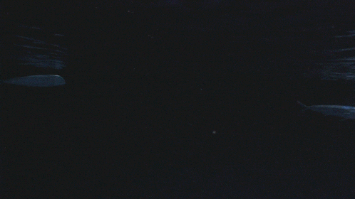 Mola Mola Sunfish GIF by Monterey Bay Aquarium - Find & Share on GIPHY