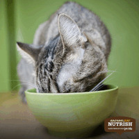 200.gif?cid=fc005b08825b2832c9454f0799cc850c20595d5f5f4e0dc1&rid=200.gif&ct=g