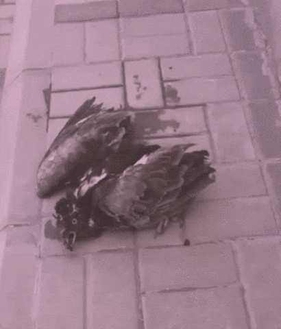 webcams  GIF
