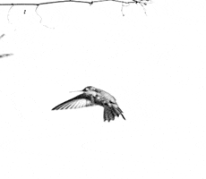 lanaranjaroja phtography GIF