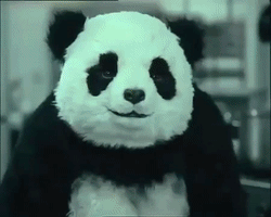 Panda Cook GIF