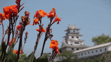 japan flowers GIF by SoulPancake