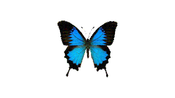 asm fly butterfly Sticker