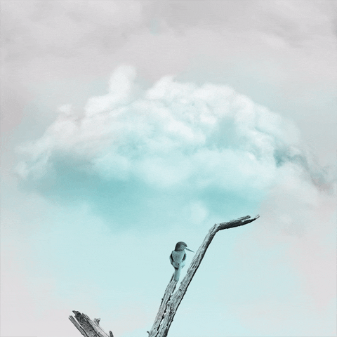 bird cloud GIF by boxangelica
