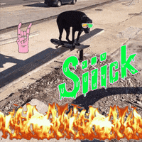 sick skater dog GIF