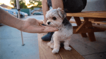 Puppy Handshake GIF by Phantogram