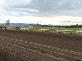 australia  GIF