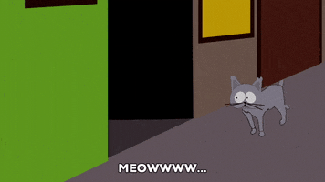 cat looking GIF by South Park 