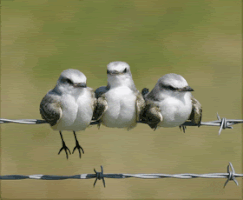 satishtawate  GIF
