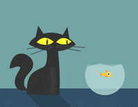 Cat Fish Slap GIFs - Find & Share on GIPHY