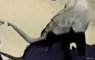 enote  GIF