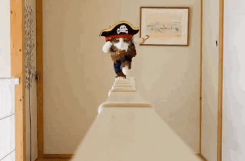 cat pirate GIF by Product Hunt