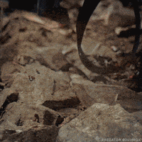 arnold schwarzenegger predator GIF by foxhorror