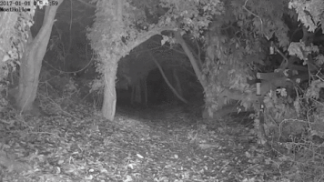 phoenixuk #moathollow #notsure GIF