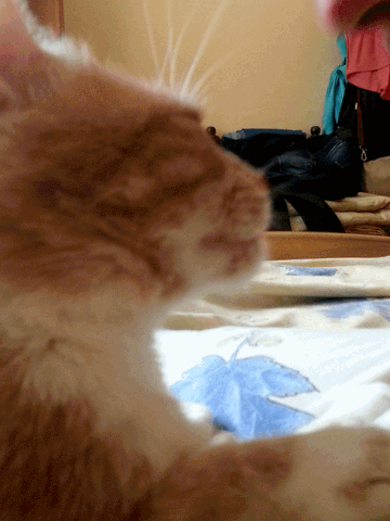 sasho sashofeta GIF