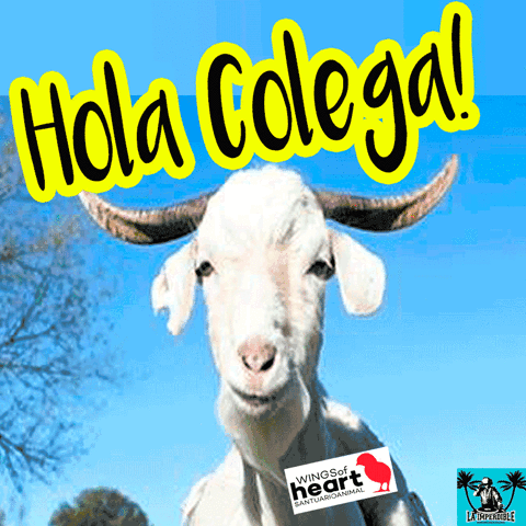 asor madrid domingo ultimo b runch tropical vegano GIF