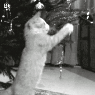 christmas tree cat GIF by Bayerischer Rundfunk