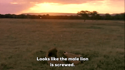 Lions Having Sex GIFs - Get the best GIF on GIPHY