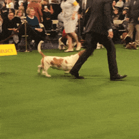 basset hound dog GIF by Westminster Kennel Club