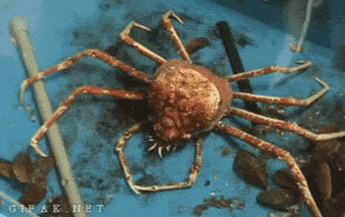 Crab GIF