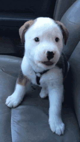 cute puppy