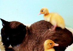 duck laying GIF