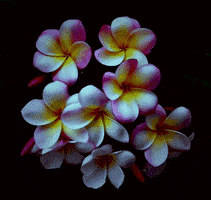 flowers gif GIF