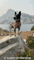 Cattle Dog Adventure GIF by Geekster Pets