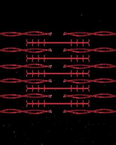 Sarcomere GIFs Get The Best GIF On GIPHY sarcomere-gifs-get-the-best-gif-on-giphy