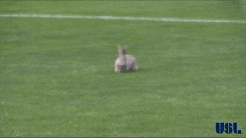 soccer hopping GIF by USL