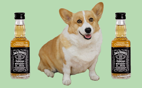 corgis