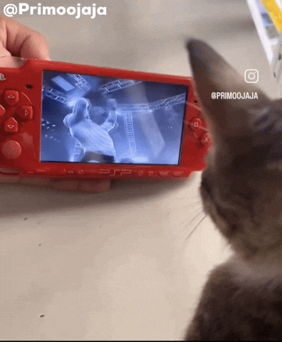 Cat Wwe GIF