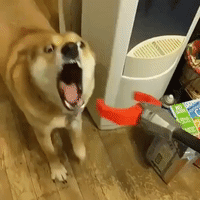 Dog Takes on Claw Toy in Epic Battle