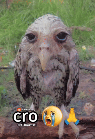 Owl Meme GIF