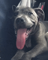 Tired Staffordshire Bull Terrier GIF