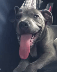 Pixilart - Puppy Gif by Miss-Pitbull