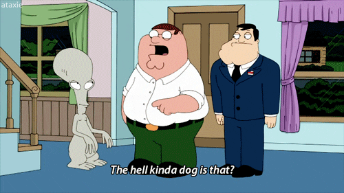 Family Guy Memes Gif Viral Memes