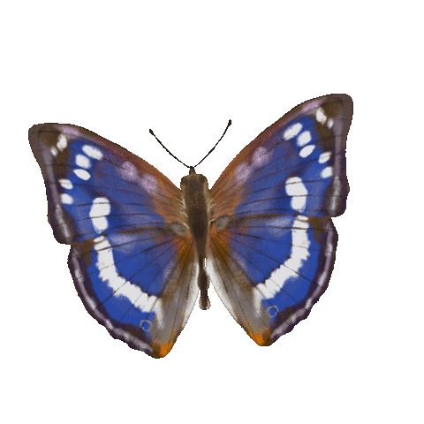 Runnymede National Trust Sticker