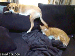 Cat Annoy GIF - Find & Share on GIPHY