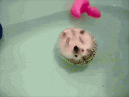 hedgehog floating