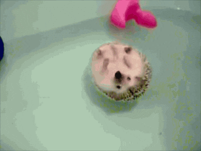 ハリネズミ 今日のgif